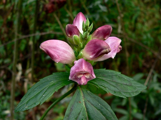 {Chelone obliqua}
